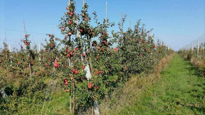 Экологически чистые яблоки: «Биотор» — урожай без химии - Новости Калининграда