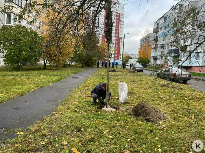 В Калининграде высадили деревья четырёх видов (фото) - Новости Калининграда | Фото: Александр Подгорчук / «Клопс»