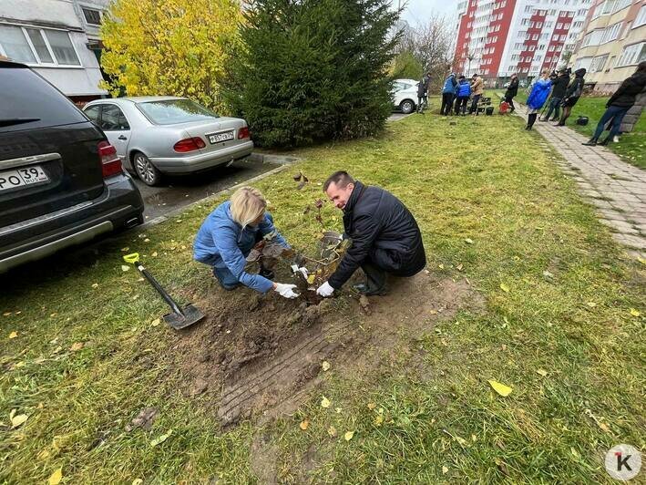 В Калининграде высадили деревья четырёх видов (фото) - Новости Калининграда | Фото: Александр Подгорчук / «Клопс»