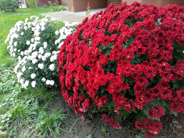 Буйное цветение растений в Гурьевске  | Фото: очевидец