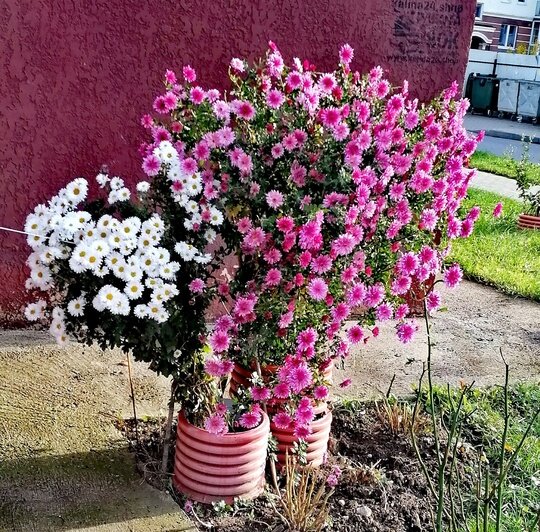 Пышное цветение растений в Гурьевске  | Фото: очевидец