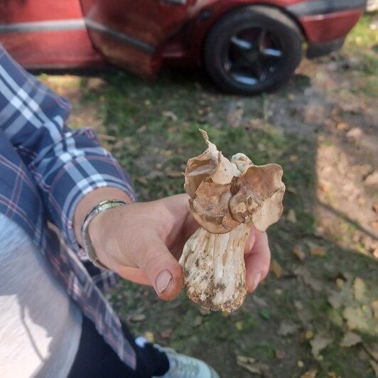 Под Черняховском нашли необычный гриб-ангел (фото) - Новости Калининграда | Фото: сообщество «Грибы и грибники Калининградской области»
