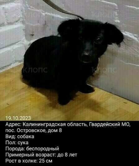 Из отлова Чебурашку забрала волонтёр Надежда Шаманова, сейчас собака в клинике | Фото: Зоя Шумилова 