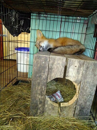 Поначалу предполагалось, что лис будет жить в клетке | Фото: предоставила Анна Брылевская