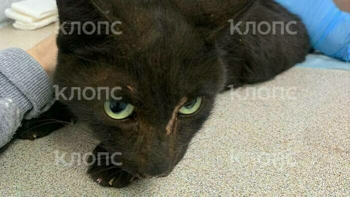 Спасённый кот Чейз столе у ветеринаров  | Фото: очевидец 