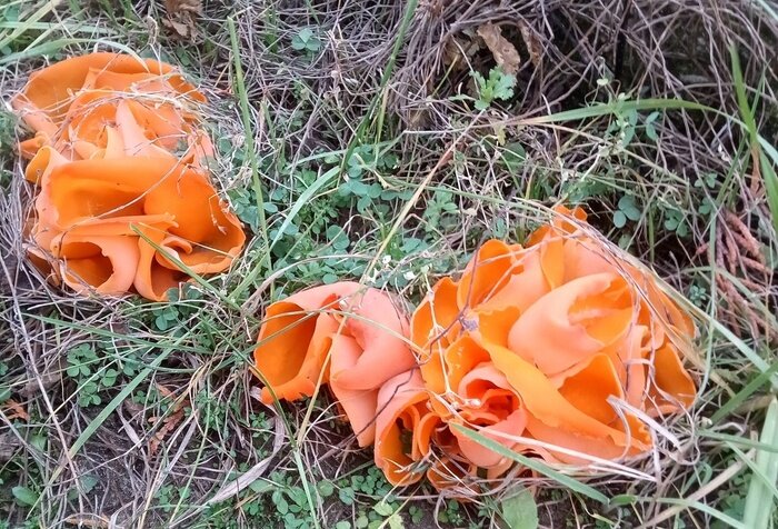 Ещё 3 «инопланетных» гриба, которые прячутся в лесах Калининградской области, часть 5 (фото) - Новости Калининграда | Фото: сообщество «Грибы и грибники Калининградской области»