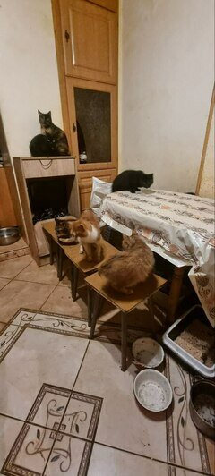 В квартире калининградца живут 40 кошек, почти все они больны | Фото: Екатерина Ублинская 