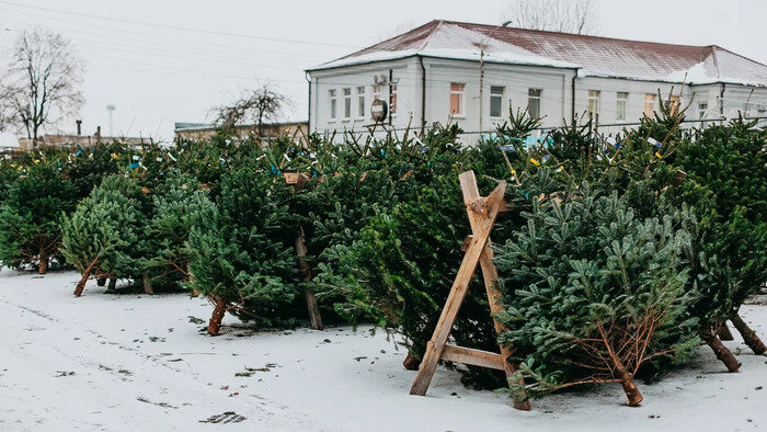 В ожидании Нового года: где найти идеальную ёлку в Калининграде - Новости Калининграда