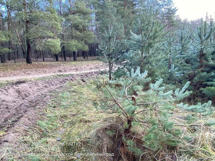 Власти пожаловались на злодеев, которые спилили молодые ели в Прибрежном  - Новости Калининграда | Фото: администрация Калининграда