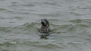 На Балткосе 11 тюленей устроили охоту на глазах у восхищённой публики (фото)