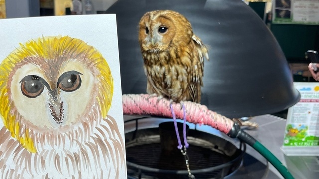 Отыскать сокровища и нарисовать сову с натуры: два праздника в Зеленоградске, на которые можно сходить с детьми 
