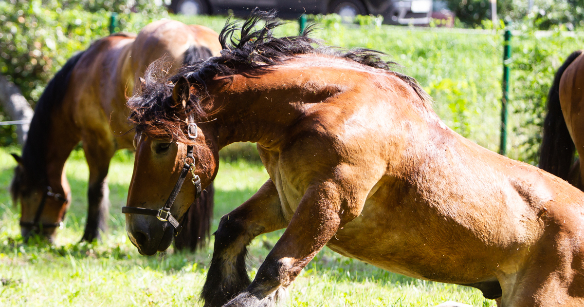 Человек на лошади. Мужик привел лошадь. Мужчина на лошади. Лошадь провалилась в ущелье. Жеребец мужчина.