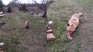 «Клянчит съестное и закапывает в моём огороде»: в гости к жителю Калининградской области приходит лиса (видео)  