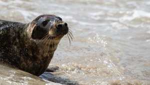 Плавал и игриво лежал на камушках: на Куршской косе заметили первого в этом году тюленя (видео) 