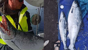 В Балтийске рыбак 40 минут боролся с огромным лососем и смог вытащить 16-килограммовую рыбину 