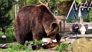 Что нужно для счастья: в Калининградском зоопарке медведю Фиме подарили бревно (видео)