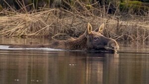 Переправа, переправа: калининградец запечатлел, как лоси переплывают канал в Полесском районе (фото)  
