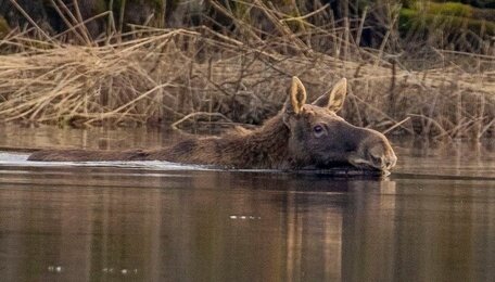 Переправа, переправа: калининградец запечатлел, как лоси переплывают канал в Полесском районе (фото)  