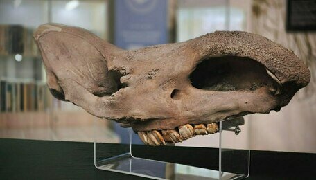 Череп носорога, который хотели незаконно отправить в США, передали в Музей Мирового океана (фото)   