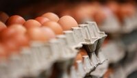 В Калининградской области на Пасху пообещали снизить цены на яйца 