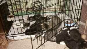 «Они без меня не выживут»: хозяин 50 кошек ищет жильё в Калининграде  