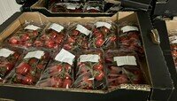 «Санкционки» по самые помидоры: на границе с Литвой задержали полтонны овощей из Испании и Голландии