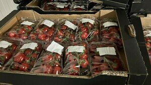 «Санкционки» по самые помидоры: на границе с Литвой задержали полтонны овощей из Испании и Голландии