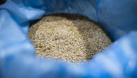 Из Калининградской области впервые экспортировали пшеницу в Венесуэлу 