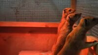 «Любопытны, смешно чавкают»: в Калининградский зоопарк из Петербурга привезли восемь мангустов (видео)  