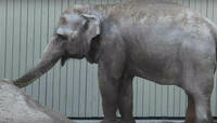 Осталась довольна: в Калининградском зоопарке ввели в эксплуатацию новую песочницу для слонихи Преголи (видео)