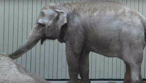 Осталась довольна: в Калининградском зоопарке ввели в эксплуатацию новую песочницу для слонихи Преголи (видео)