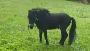 Хозяева нашли пропавшего пони в посёлке Донское (видео)  