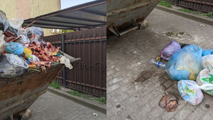 В Калининграде среди бела дня в дворовую кеску затолкали мешки с костями (фото) 