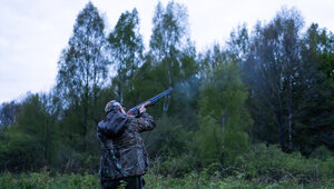 Он кричит «хорцви»: как в Калининградской области охотятся на вальдшнепа