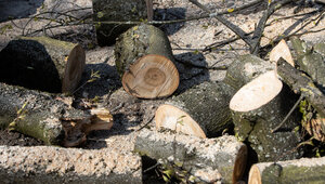 Из-за наплыва желающих в Центральном парке перестали раздавать бесплатные дрова