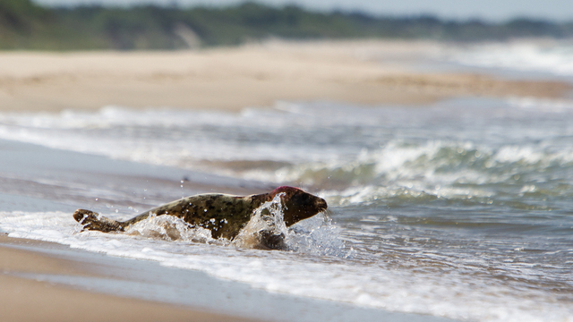 В «Биосфере Балтики» прокомментировали гибель тюленей под Балтийском  