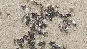 Настоящее нашествие: калининградские пляжи облюбовали летающие муравьи (фото)