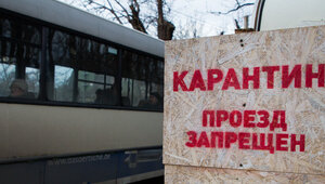 В Калининградской области ещё в одном посёлке объявили карантин на три года из-за поражающего клубнику грибка