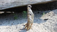 В Калининградском зоопарке девочку-суриката назвали необычным именем