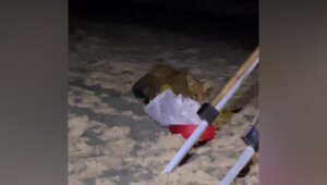 На Куршской косе молодая лисица несколько минут пыталась стащить камбалу из пакета рыбака, не зная, что за ней следят (видео)