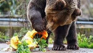 Нарвалась на хамство в зоопарке: калининградку оскорбили в ответ на просьбу не кормить медведицу сладостями (видео)