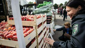 В Калининградскую область из Узбекистана вместе с персиками приехала восточная плодожорка