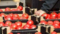 Калининградские ретейлеры объяснили, почему турецкие помидоры в два раза дешевле, чем калининградские