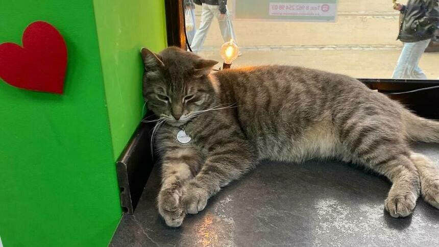 Знак зодиака животное. Животные восточного календаря. Планы кота на день. Кот знак зодиака характеристика. Котята 6 штук.