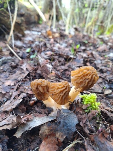 В калининградских лесах пошли деликатесные грибы — сморчки (фото) - Новости Калининграда | Фото: Елена Устинова