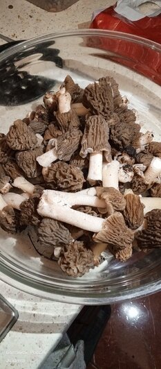 В калининградских лесах пошли деликатесные грибы — сморчки (фото) - Новости Калининграда | Фото: Юлия Устинова