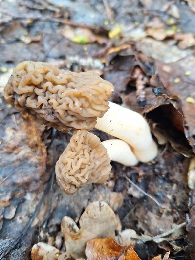 В калининградских лесах пошли деликатесные грибы — сморчки (фото) - Новости Калининграда | Фото: Елена Устинова