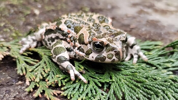 Зелёная жаба | Фото: Глеб Марцин-Ясински