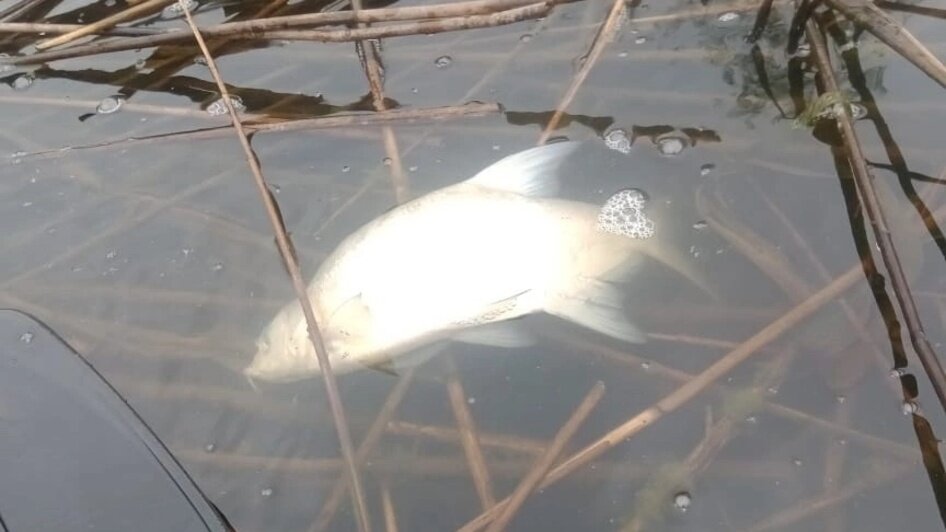Мёртвая рыба и бобёр в канале Глубокий Славского района  | Фото: Гинтар Вензелис