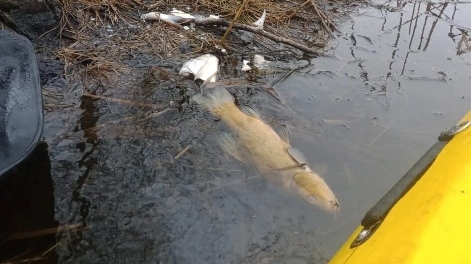 Мёртвая рыба и бобёр в канале Глубокий Славского района  | Фото: Гинтар Вензелис